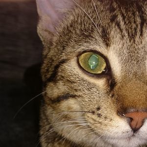 Close-up portrait of cat