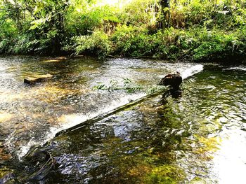 Scenic view of river in forest