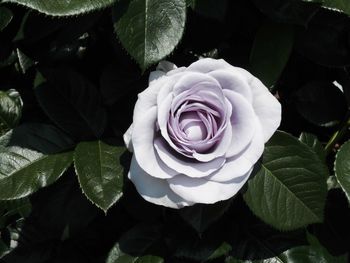 Close-up of rose blooming outdoors