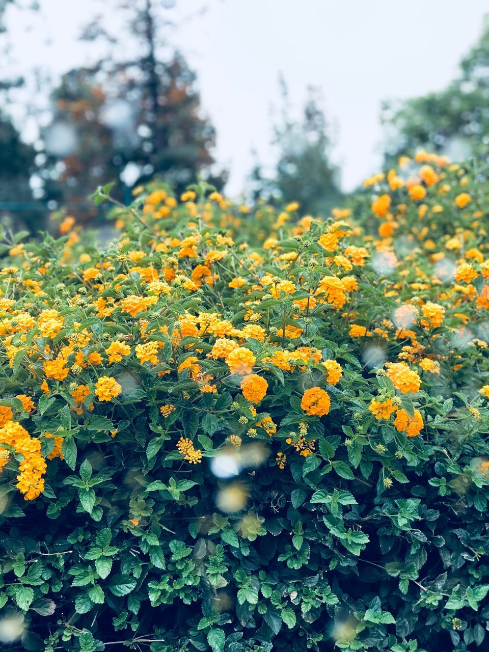 CLOSE-UP OF YELLOW FLOWERING PLANT IN SUNLIGHT