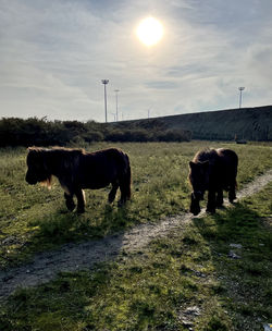 Horses grazing in a field