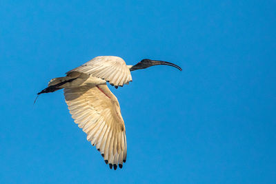 Low angle view of bird flying against blue sky