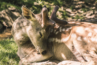 Close-up of deer on field