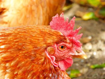 Close-up of rooster