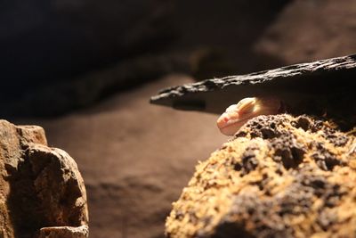 Close-up of hand on rock