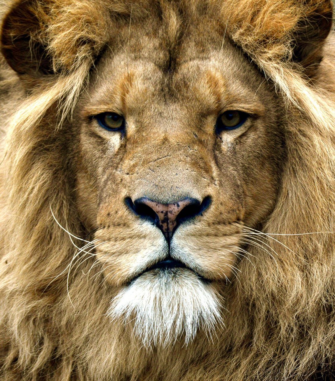 CLOSE-UP OF LION