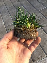 Close-up of hand holding plant