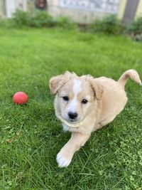 Portrait of dog on field