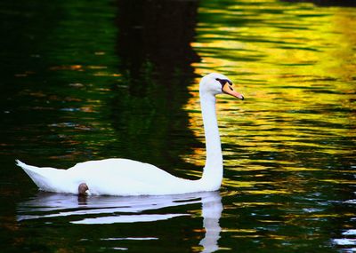 Swan swimming in lake