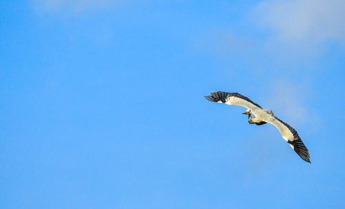 Low angle view of eagle flying against clear blue sky