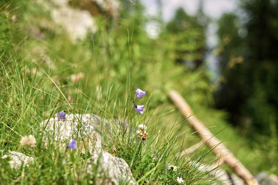 Purple flowering plants on field