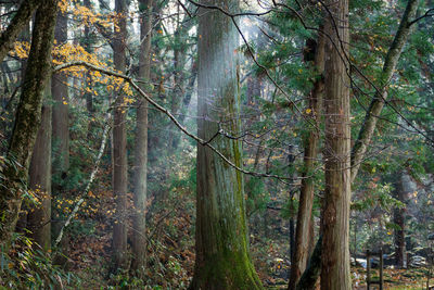 Trees in forest