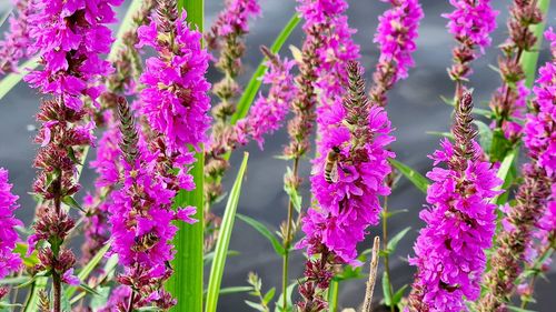 Close-up of pink flowering plants