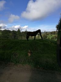 Side view of horse grazing on grassy field