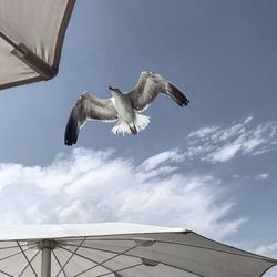 Low angle view of seagull flying against sky