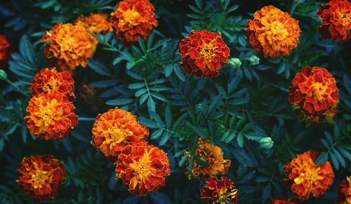 High angle view of marigold flowers