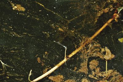 Close-up of turtle in lake