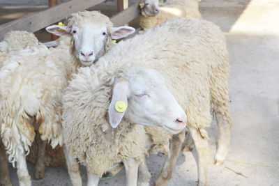 Portrait of sheep in pen