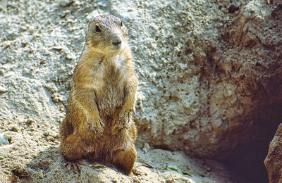 Close-up of meerkat