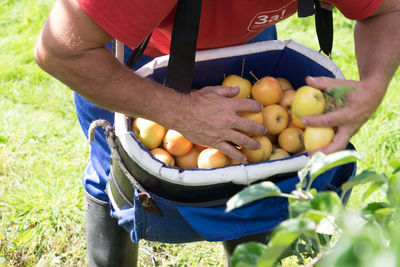 Close up of hands picking apples during harvest