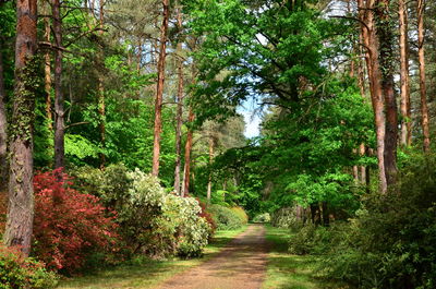Footpath amidst trees in forest