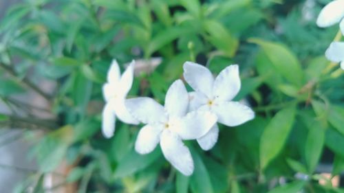 Close-up of white flowering plant