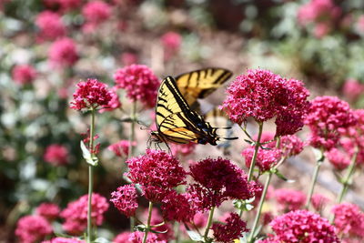 Close-up of butterfly pollinating on flower