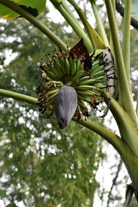 Low angle view of fruits hanging on tree