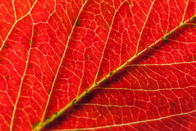 leaf