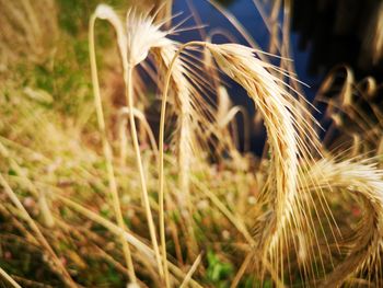 Close-up of stalks in field