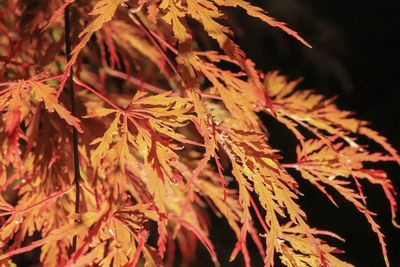 Close-up of autumnal leaves on tree