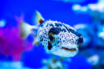 Close-up of fish swimming in sea