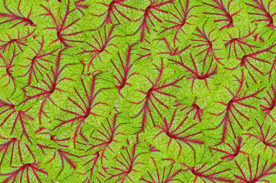 Beautiful caladium bicolor leaf background