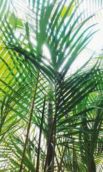 Low angle view of palm trees