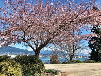 Cherry blossom tree by road against sky