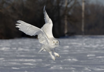 Close-up of seagull flying