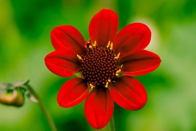 Close-up of red flower blooming in park