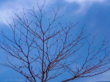 Low angle view of bare tree against blue sky