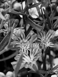 Close-up of flowers