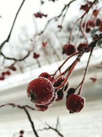 Close-up of red berries on branch