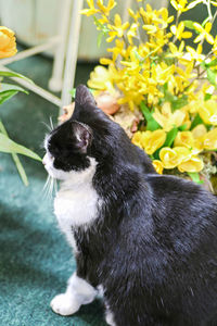 Close-up of a cat