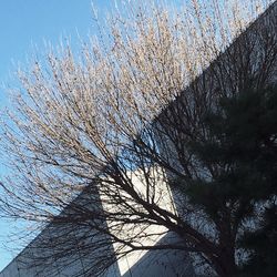 Close-up of tree against sky