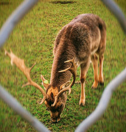 Close-up of deer in cage