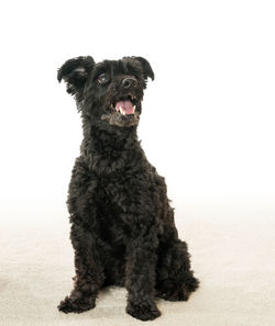 Close-up of dog sitting against white background