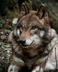 Close-up portrait of a wolve