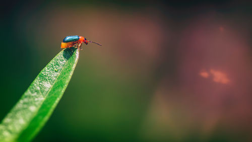 Close-up of insect on plant