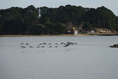 Birds in a lake