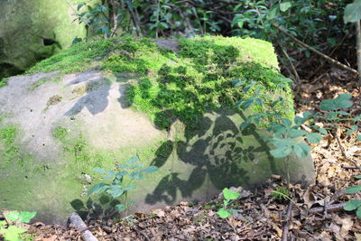 High angle view of plants in forest