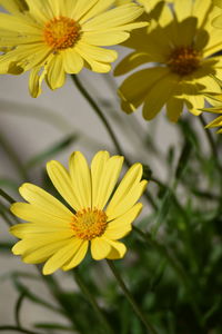 Close-up of yellow flowers