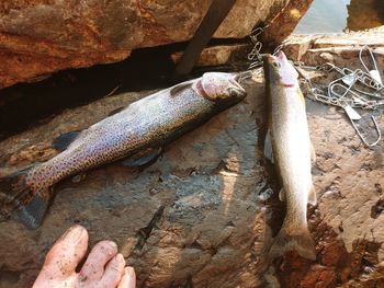 High angle view of dead fish on rock